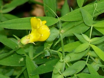 nei boschi dell''Etna - Lathyrus pratensis